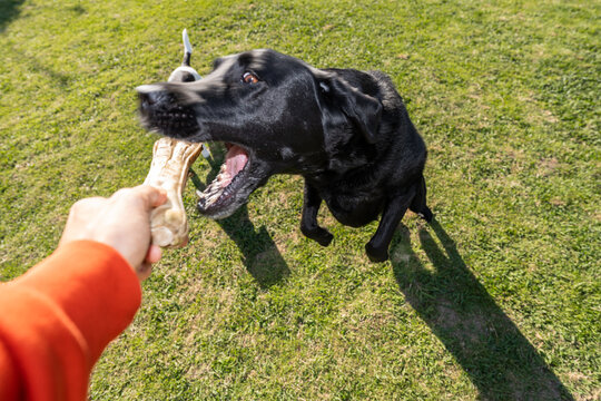 Playful dog grabbing a bone from owner's hand outdoors