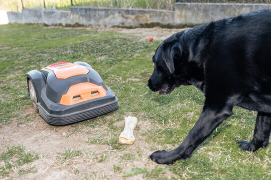 Curious dog inspecting robotic lawn mower in garden