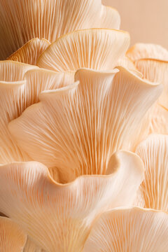 Pink oyster mushrooms