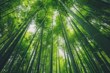 Fototapeta premium Dense bamboo forest with tall, green bamboo stalks reaching up towards sky. Sunlight filters through leaves, casting dappled shadows on forest floor
