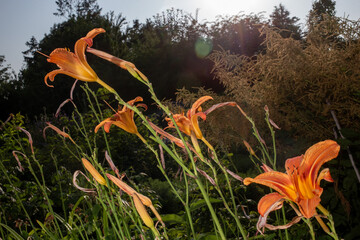 Orange lilies in a garden