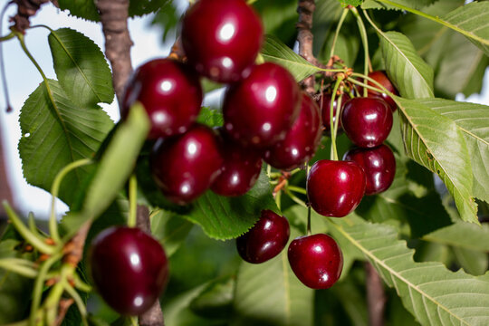Cherries on a tree in summer