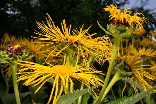 Flowers with a yellow blossom