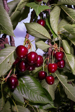 Cherries on a tree in summer
