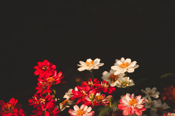 A bunch of red and white flowers are in a field