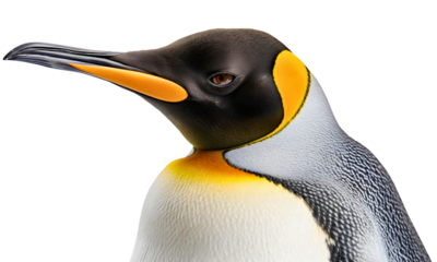 Closeup portrait of black, white, grey or gray and yellow king emperor penguin face head isolated on transparent background. Antarctica wildlife bird animal