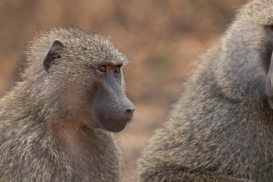 Baboons in Tanzania