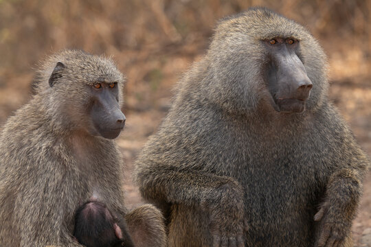 Baboons in Tanzania