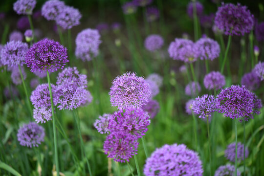 Large Purple Allium Flowers