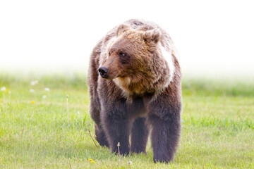 Grizzly Bear walking through grass with fading to white background