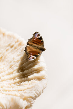A butterfly rests on a textured marine coral shell