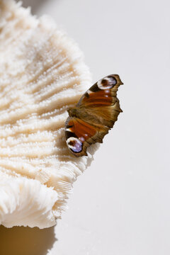 A butterfly rests on a textured marine coral shell