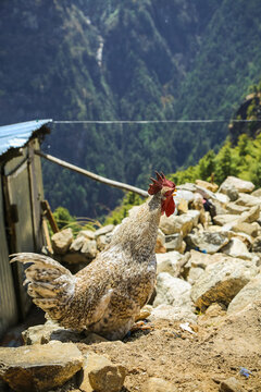Rooster crows on the rocky mountains in the Himalayas on a sunny day