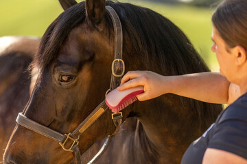 woman and horse: A female questrian grooms her bay brown arab-quarter horse crossbreed horse in...