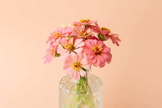 Pink zinnia bouquet on peach