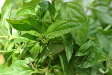 fresh leaves