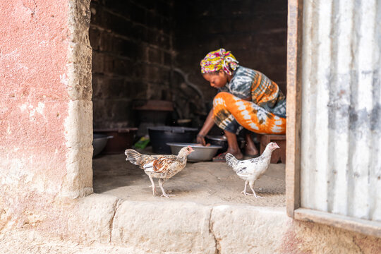 Woman preparing poultry in senegalese home