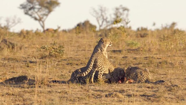 Medium Shot of Cheetah Family Feeding on Blesbok Carcass While MOther Keeps Watch