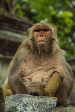 monkey in a Nepalese temple during the day
