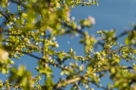 Half Moon In Tree Blooming Branches Pattern Sulhouettes 