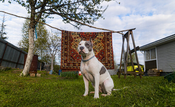 Portrait Of A Calm Dog In The Country