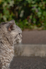 portrait of a cat