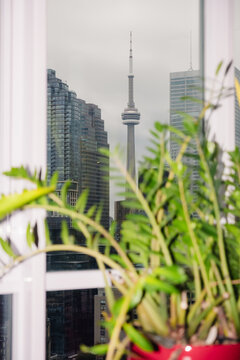 CN Tower View Through Plants