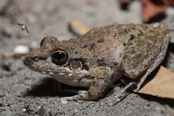 Bumpy rocket frog (Litoria inermis)