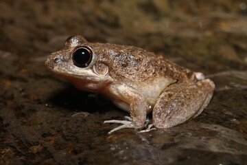 Bumpy rocket frog (Litoria inermis)