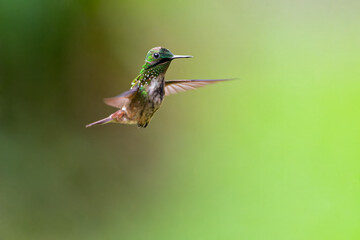 Beija-flor Topetinho-verde (Lophornis chalybeus)