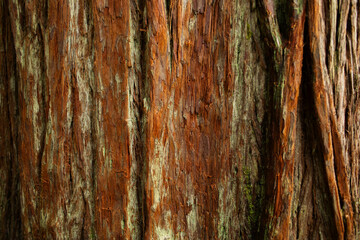 Tree bark, detail
