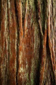 Tree bark