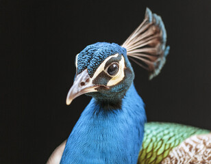 Obraz premium Close-up of peacock head with vibrant blue feathers and crown