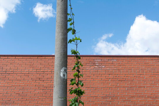 Part of electric pole and brick wall against sky