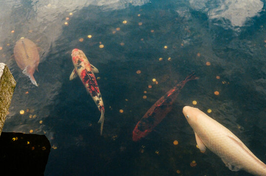 Koi fish swimming in a pond with coins at the bottom