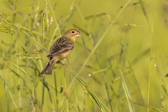 Tipio (Sicalis luteola) 