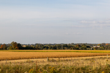 Golden wheat field under blue sky - fluffy clouds - rural landscape with trees and farmhouses in the distance - tranquil nature scene. Taken in Toronto, Canada.