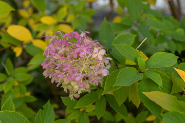 Vibrant hydrangea blooms - amidst lush green foliage - seasonal color. Taken in Toronto, Canada.