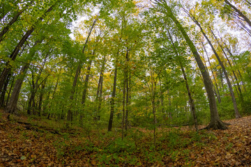 Autumnal forest scene - vibrant yellow and green foliage against a clear sky - tranquil woodland pathway. Taken in Toronto, Canada.