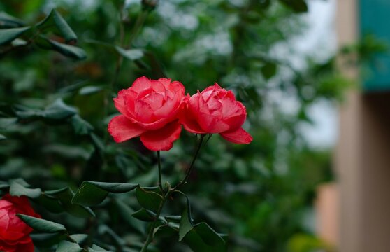 red rose