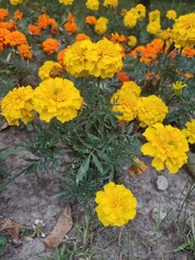 Tagetes erecta. Yellow and orange flowers. vertical photo