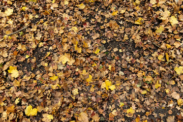 Vibrant autumn leaves scattered on ground - seasonal change - texture-rich surface. Taken in Toronto, Canada.