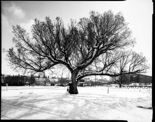 An American Elm tree in the city.