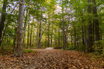 Autumnal forest pathway blanketed with fallen leaves - towering deciduous trees on side - serene woodland scene. Taken in Toronto, Canada.