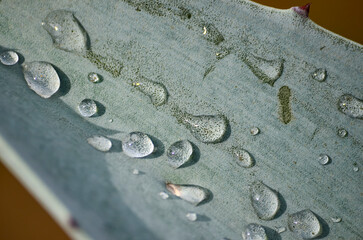 gotas e agua, maguey, planta, agave, tequila, jalisco