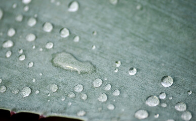 gotas e agua, maguey, planta, agave, tequila, jalisco