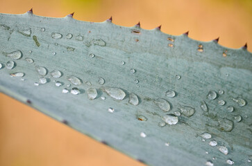 gotas e agua, maguey, planta, agave, tequila, jalisco