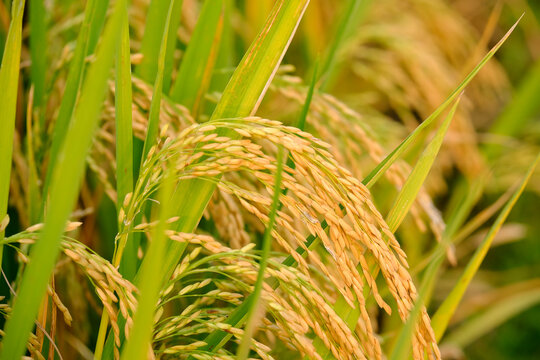 Close-up of autumn harvest rice ears in a rice field outdoors