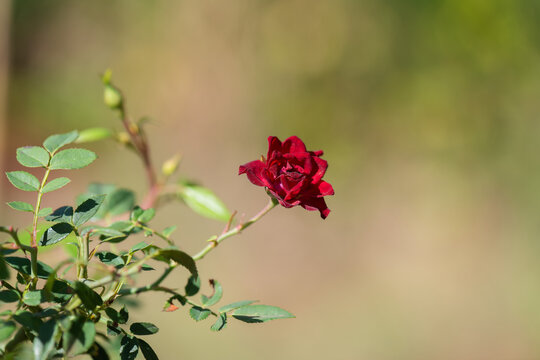 Flor de Rosinha trepadeira vermelha