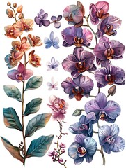 set water color orchid flower illustration design isolated on white background